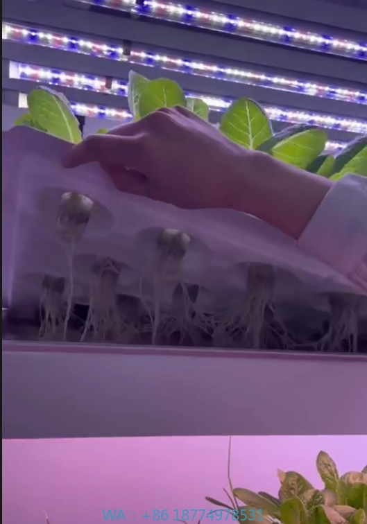 Agriculture Farming Vegetables - Peralatan Pertanian Rumah Kaca Menanam Jamur