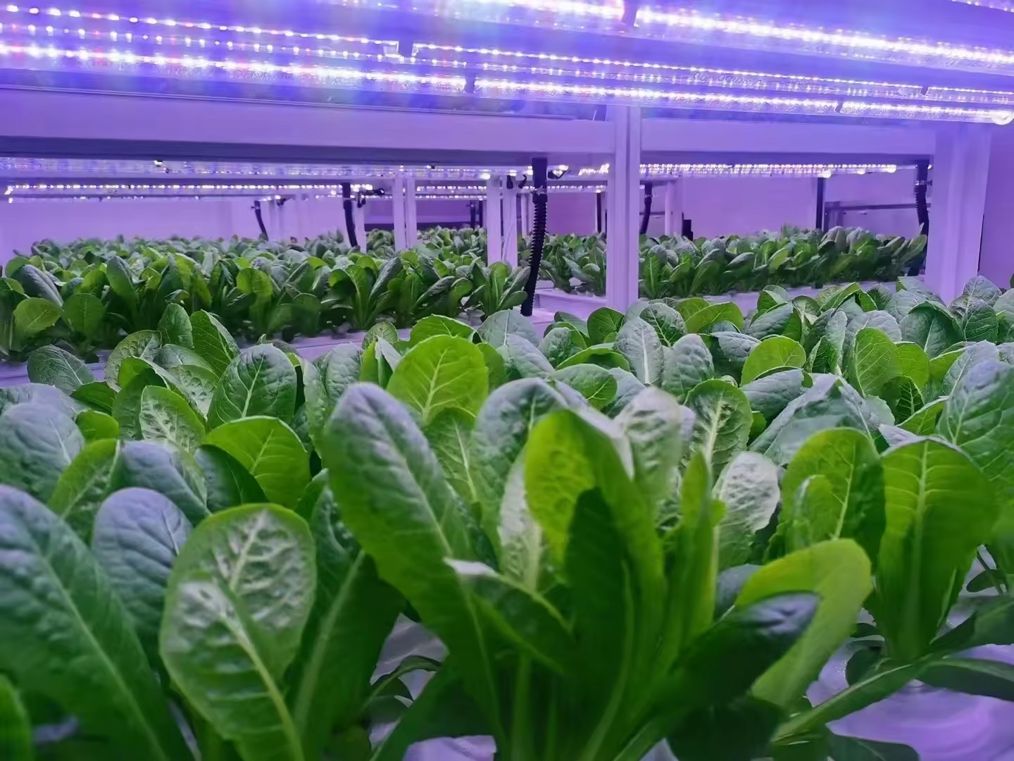 Peralatan Pertanian Rumah Kaca - Agriculture Farming Vegetables ulasan dan harga