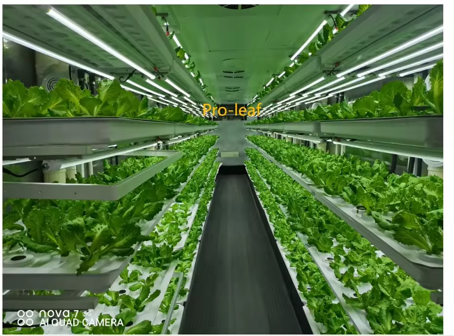 Peralatan Pertanian Rumah Kaca - Agriculture Farming Vegetables ulasan dan harga